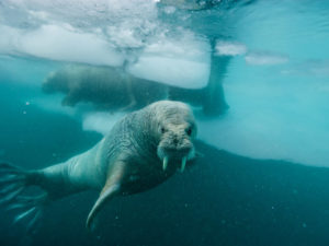 My Buck Teeth Walrus Buddy